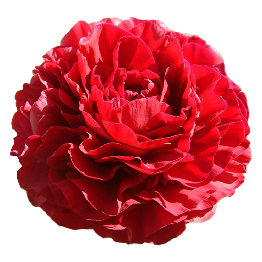 Red Bemhardt